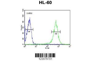 Image no. 3 for anti-Eyes Absent Homolog 4 (EYA4) (AA 1-30), (C-Term) antibody (ABIN653278)