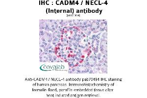 Image no. 2 for anti-Cell Adhesion Molecule 4 (CADM4) (Internal Region) antibody (ABIN1732540)