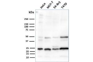Recombinant Mammaglobin A antibody
