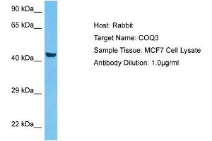 Image no. 1 for anti-Coenzyme Q3, Methyltransferase (COQ3) (Middle Region) antibody (ABIN5517895)