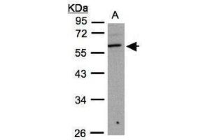 Image no. 2 for anti-UDP-GlcNAc:betaGal beta-1,3-N-Acetylglucosaminyltransferase 3 (B3GNT3) (Center) antibody (ABIN2856643)