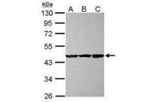 Image no. 2 for anti-COBW Domain Containing 1 (CBWD1) (AA 131-395) antibody (ABIN1497113)