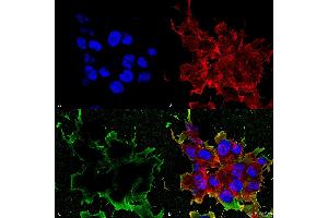 Immunocytochemistry/Immunofluorescence analysis using Mouse Anti-LRP4 (Extracellular) Monoclonal Antibody, Clone S207-27 .