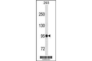 Image no. 1 for anti-Scm-Like with Four Mbt Domains 1 (SFMBT1) (AA 20-47), (N-Term) antibody (ABIN1539150)