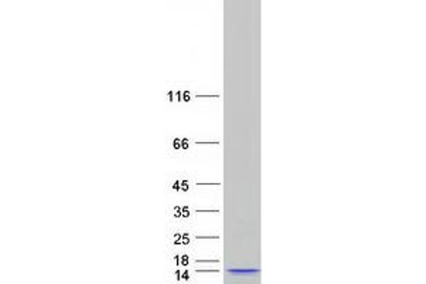 STRA13 Protein (Myc-DYKDDDDK Tag)