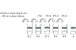 Image no. 2 for Epidermal Growth Factor Receptor (EGFR) ELISA Kit (ABIN625221)