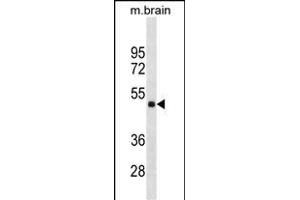 HMBOX1 Antibody (Center) (ABIN1538043 and ABIN2849949) western blot analysis in mouse brain tissue lysates (35 μg/lane).