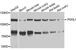 Image no. 2 for anti-Piwi-Like 1 (PIWIL1) antibody (ABIN3023050)