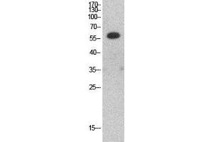 Image no. 2 for anti-Histone Deacetylase 1 (HDAC1) (Internal Region) antibody (ABIN3187983)