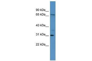 Image no. 1 for anti-Ral Guanine Nucleotide Dissociation Stimulator-Like 3 (RGL3) (Middle Region) antibody (ABIN928834)