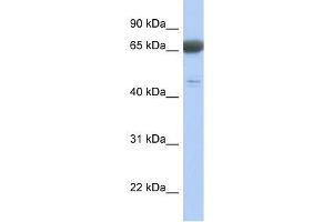 anti-Paraneoplastic Antigen MA3 (PNMA3) (Middle Region) antibody