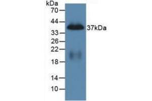 Image no. 1 for anti-Pancreatic Polypeptide (PPY) (AA 31-97) antibody (ABIN2918932)