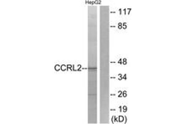 anti-Chemokine (C-C Motif) Receptor-Like 2 (CCRL2) (AA 141-190) antibody