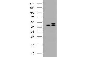 Image no. 3 for anti-SERPINE1 mRNA Binding Protein 1 (SERBP1) (AA 1-262) antibody (ABIN1490678)