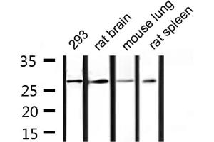 Image no. 1 for anti-14-3-3 gamma (YWHAG1) (Internal Region) antibody (ABIN6258728)