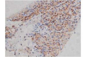 Image no. 3 for anti-FYN Oncogene Related To SRC, FGR, YES (FYN) (pTyr530) antibody (ABIN6256757)