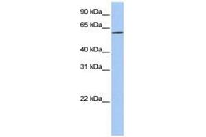 Image no. 1 for anti-Solute Carrier Family 22 (Organic Cation Transporter), Member 14 (SLC22A14) (AA 144-193) antibody (ABIN6740846)