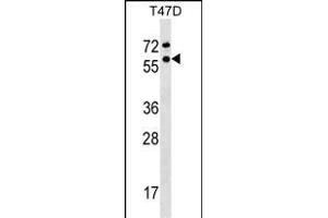 GTF2F1 Antibody (Center) (ABIN1537966 and ABIN2848833) western blot analysis in T47D cell line lysates (35 μg/lane).