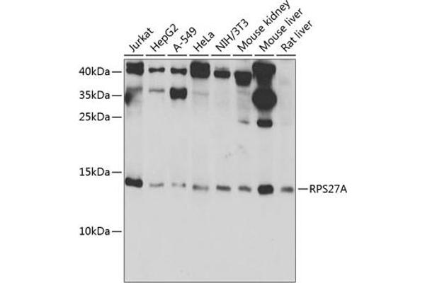 RPS27A Antikörper  (AA 1-156)