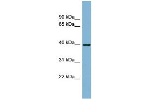 Image no. 1 for anti-ELMO/CED-12 Domain Containing 2 (ELMOD2) (N-Term) antibody (ABIN2786283)