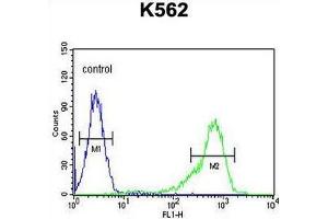 Image no. 1 for anti-Insulin-Like Growth Factor 2 mRNA Binding Protein 1 (IGF2BP1) (AA 515-542), (C-Term) antibody (ABIN952833)