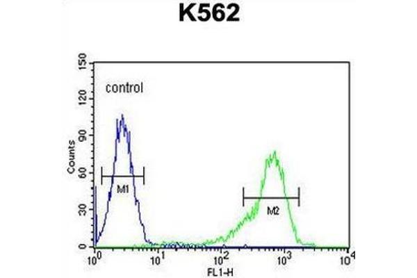 anti-Insulin-Like Growth Factor 2 mRNA Binding Protein 1 (IGF2BP1) (AA 515-542), (C-Term) antibody