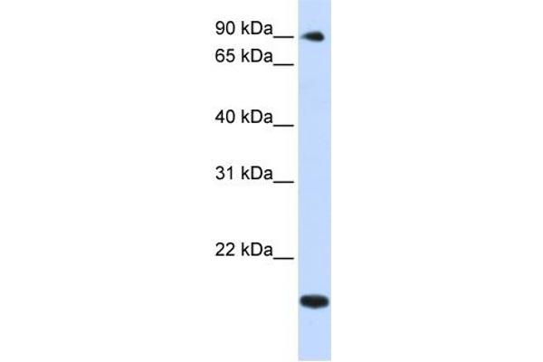 TSR1 antibody  (Middle Region)