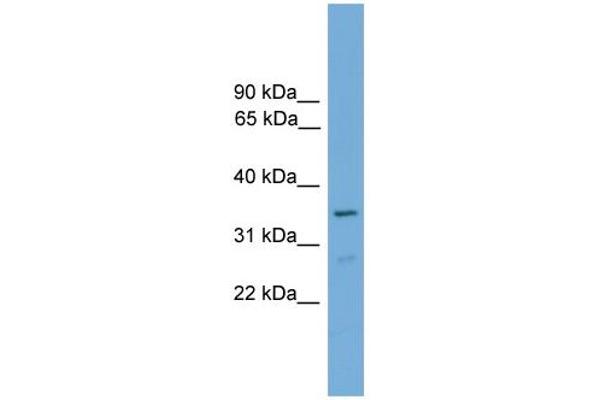 anti-Forkhead Box I2 (FOXI2) (C-Term) antibody