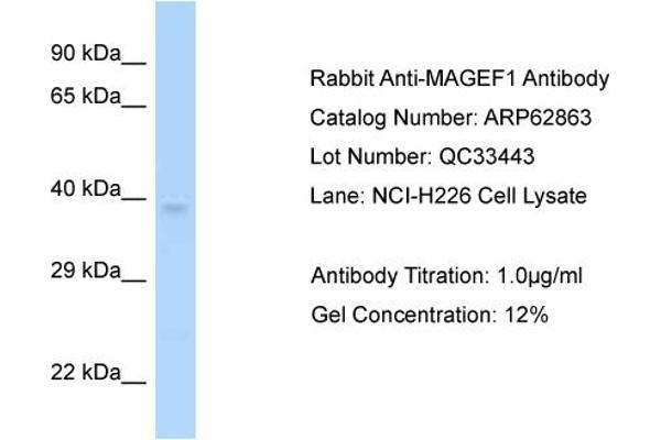 anti-Melanoma Antigen Family F, 1 (MAGEF1) (C-Term) antibody