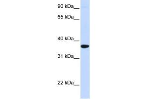 Image no. 1 for anti-Secretagogin, EF-Hand Calcium Binding Protein (SCGN) (Middle Region) antibody (ABIN631459)