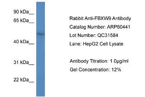 Image no. 1 for anti-F-Box and WD Repeat Domain Containing 9 (FBXW9) (C-Term) antibody (ABIN2788449)