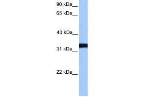 Image no. 1 for anti-Lactate Dehydrogenase C (LDHC) (Middle Region) antibody (ABIN2785471)