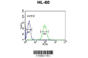 Image no. 3 for anti-Nuclear Autoantigenic Sperm Protein (Histone-Binding) (NASP) (AA 152-180), (N-Term) antibody (ABIN651103)