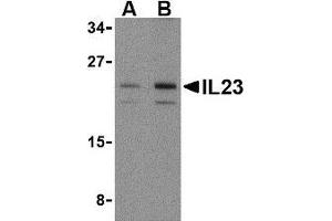 Image no. 2 for anti-Interleukin 23, alpha subunit p19 (IL23A) (N-Term) antibody (ABIN499998)