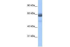 Image no. 1 for anti-Regulatory Factor X 4 (RFX4) (N-Term) antibody (ABIN2778394)