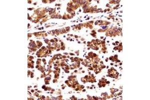 Image no. 1 for anti-Origin Recognition Complex, Subunit 3 (ORC3) (AA 16-46), (N-Term) antibody (ABIN953934)