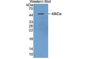 Image no. 1 for anti-Cholinergic Receptor, Nicotinic, alpha 10 (CHRNA10) (AA 25-425) antibody (ABIN5013331)