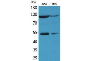 Image no. 1 for anti-Endothelial PAS Domain Protein 1 (EPAS1) (Ser343) antibody (ABIN3187839)