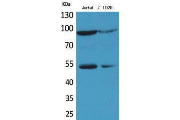 anti-Endothelial PAS Domain Protein 1 (EPAS1) (Ser343) antibody