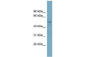 Image no. 1 for anti-Target of Myb1-Like 2 (TOM1L2) (Middle Region) antibody (ABIN2784673)