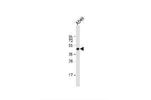 Image no. 4 for anti-Nucleoside Diphosphate Kinase (NME7) (AA 25-55), (N-Term) antibody (ABIN392659)