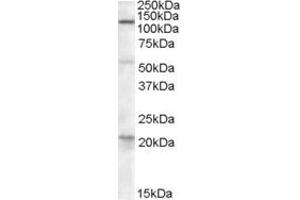Image no. 2 for anti-Diacylglycerol Lipase, alpha (DAGLA) (C-Term) antibody (ABIN335130)