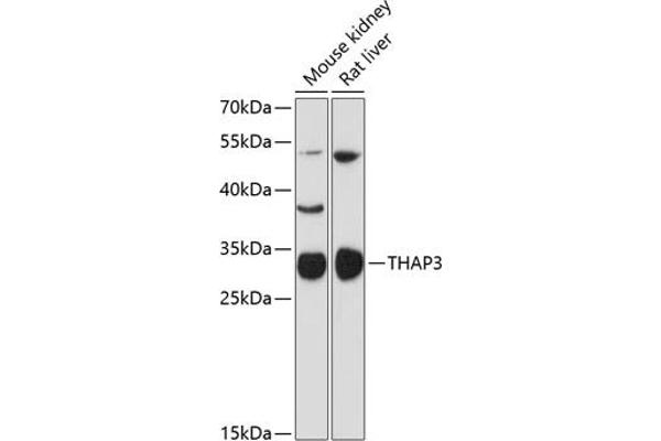 THAP3 抗体  (AA 1-239)