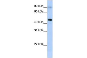 EPX antibody  (Middle Region)