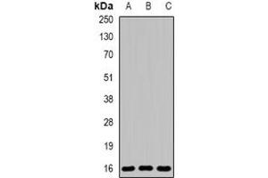 Image no. 1 for anti-Family with Sequence Similarity 176, Member A (FAM176A) (full length) antibody (ABIN6043426)