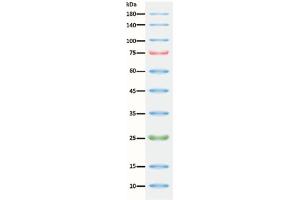 Image no. 1 for ExcelBand™ 3-color Regular Range Protein Marker (ABIN5662604)