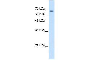Image no. 1 for anti-Transmembrane 9 Superfamily Member 1 (TM9SF1) (Middle Region) antibody (ABIN2781970)