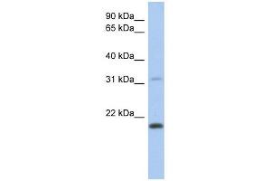 anti-C-Type Lectin-Like 1 (CLECL1) (Middle Region) antibody