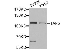 Image no. 1 for anti-TAF5 RNA Polymerase II, TATA Box Binding Protein (TBP)-Associated Factor, 100kDa (TAF5) antibody (ABIN2560283)
