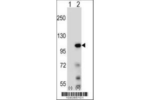 Image no. 1 for anti-Transcription Elongation Factor B (SIII), Polypeptide 3 (110kDa, Elongin A) (TCEB3) (AA 97-127), (N-Term) antibody (ABIN650667)